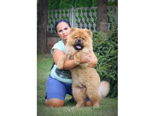 Čau Čau Chow Chow štenci